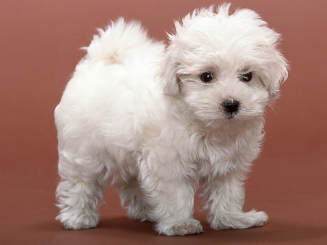Белый пушистый щенок