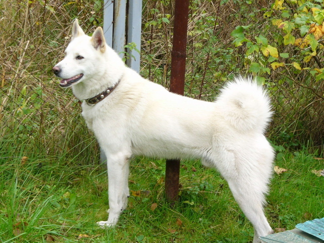 Белая лайка у забора
