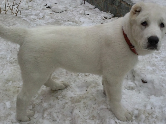 Белый щенок алабая