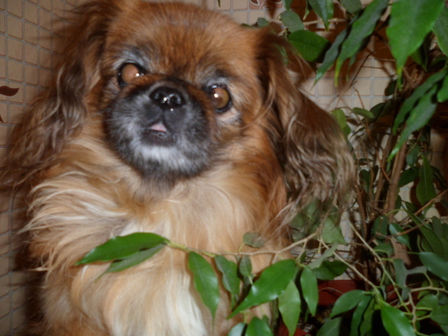 Безумный взгляд пекинеса