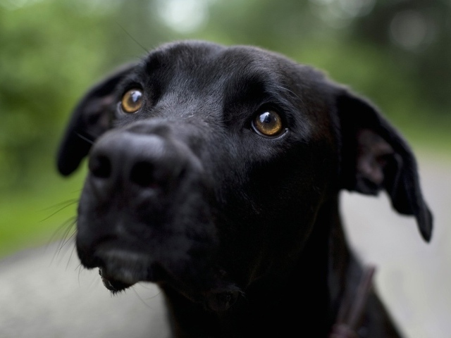 Грустная черная собака