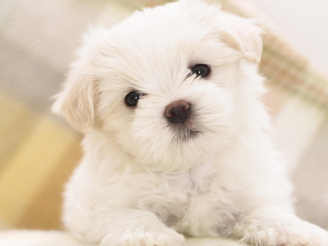 Белый щенок