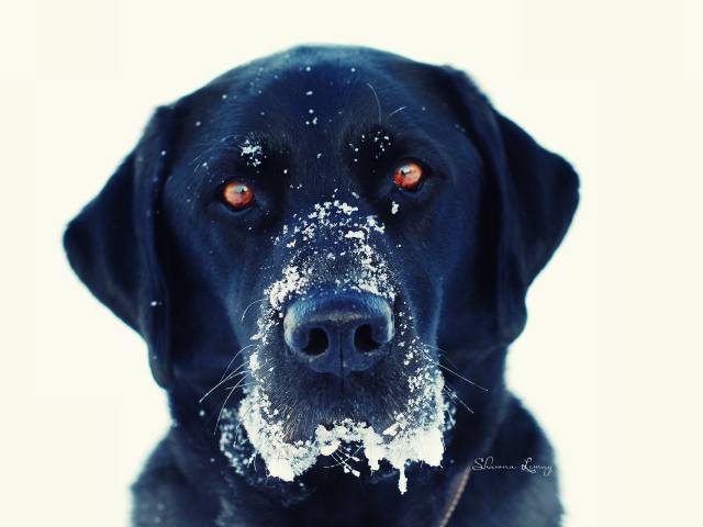 Черная собака в снегу