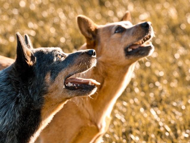 Собачий дуэт