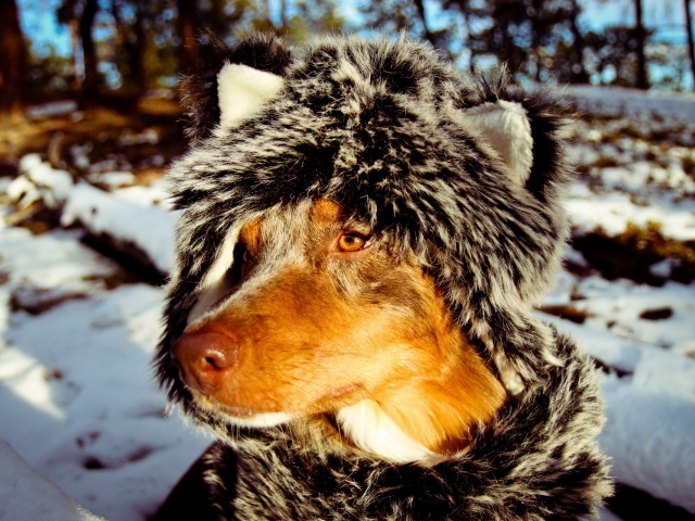 Собака в зимней одежде