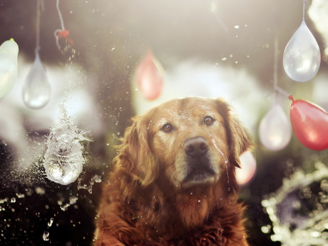 Собака на празднике