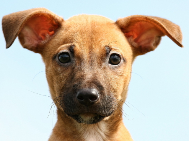 Ушастая собака