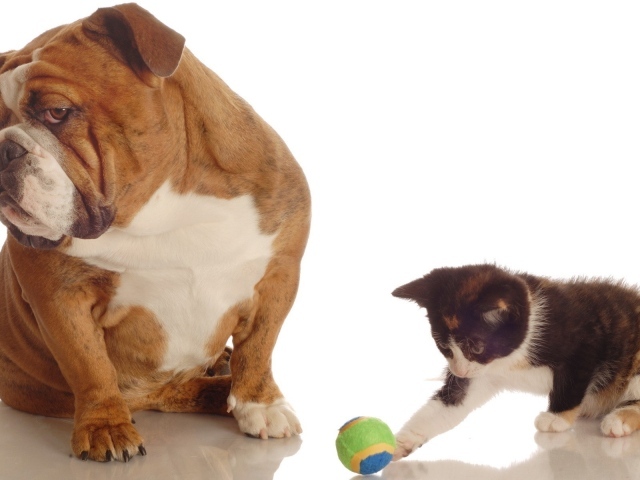 Котенок и собака