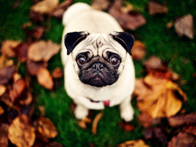 Мопс с круглыми глазами