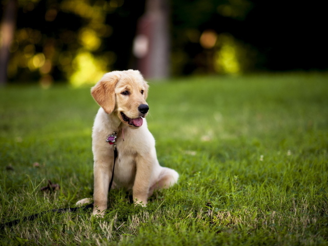 Щенок с поводком