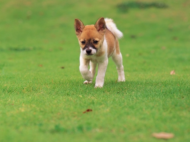 Щенок бежит по траве
