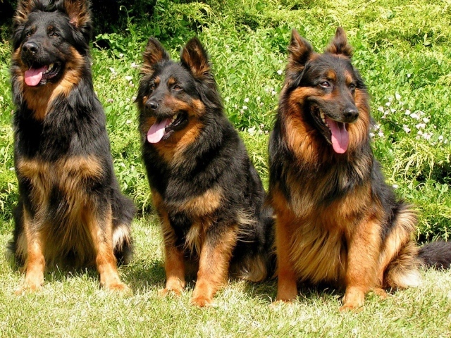 Три собаки ждут команды
