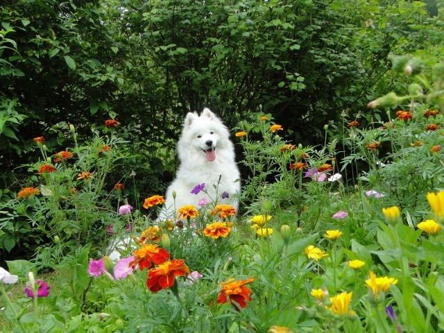 Белая собака бежит по цветкам