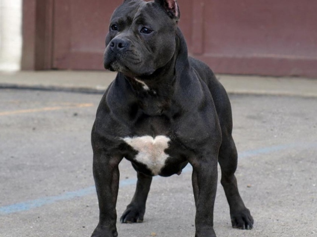 Черный питбуль