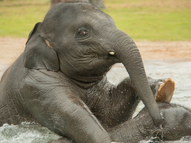 Слон купается в воде