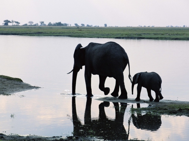 Слониха мама с ребенком