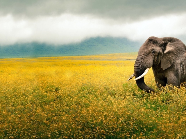 Слон на поле в Танзании