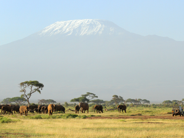Слоны в красивой природе