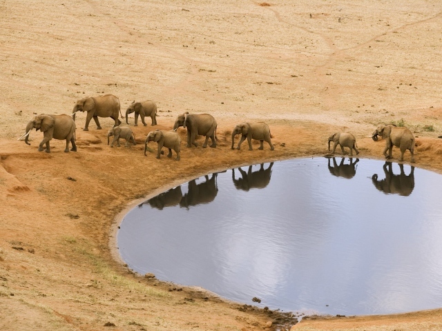 Стадо африканских слонов