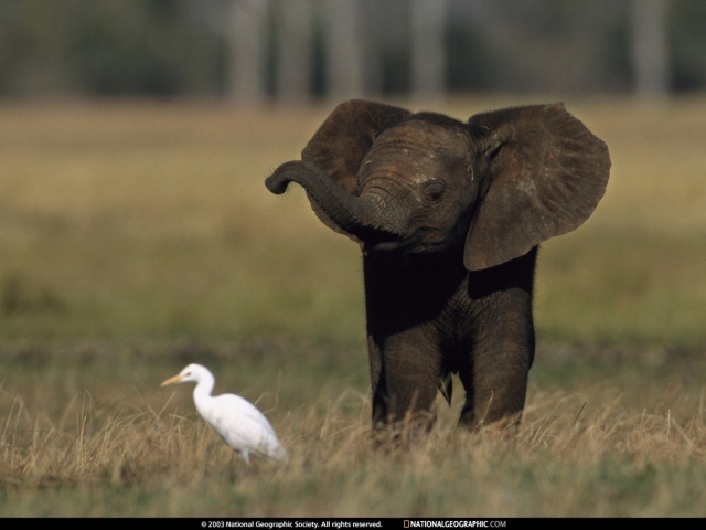 Слоненок и птица