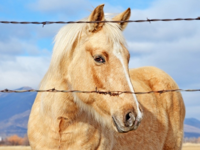 Лучшая лошадь