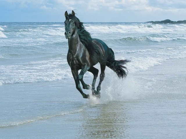 Лошадь скачет по берегу моря