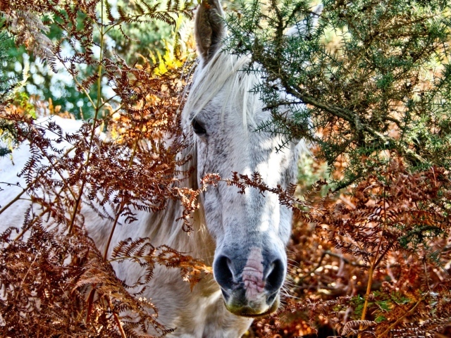 Морда белой лошади