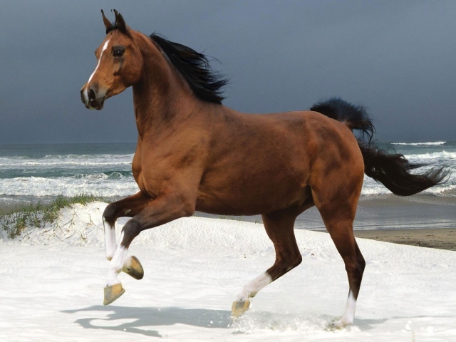Лошадь на пляже