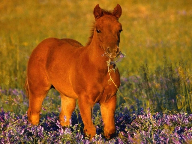 Лошадь с цветком