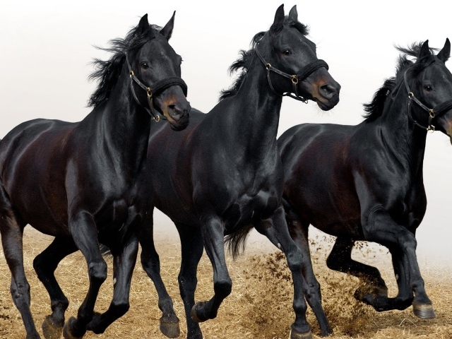 Три черных коня