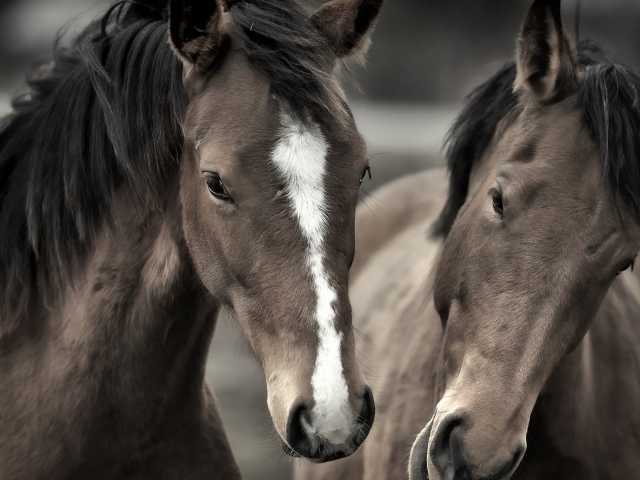 Два роскошных коня