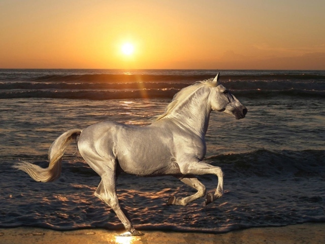 Белая лошадь на пляже