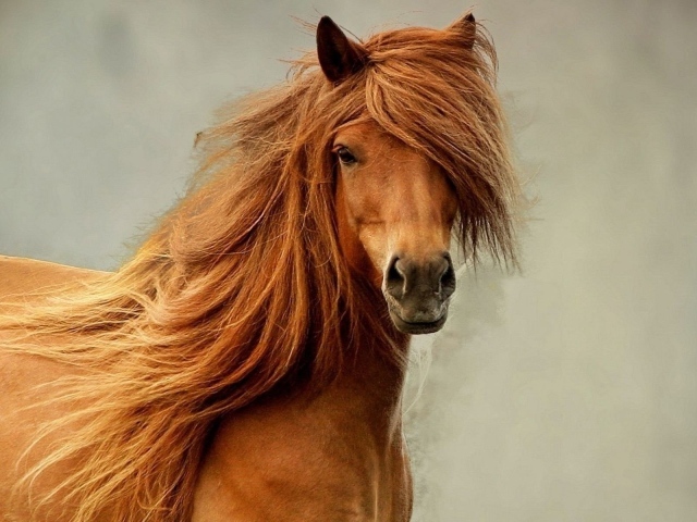 Лошадь с пышной гривой