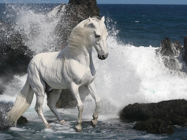 Белая лошадь на берегу моря