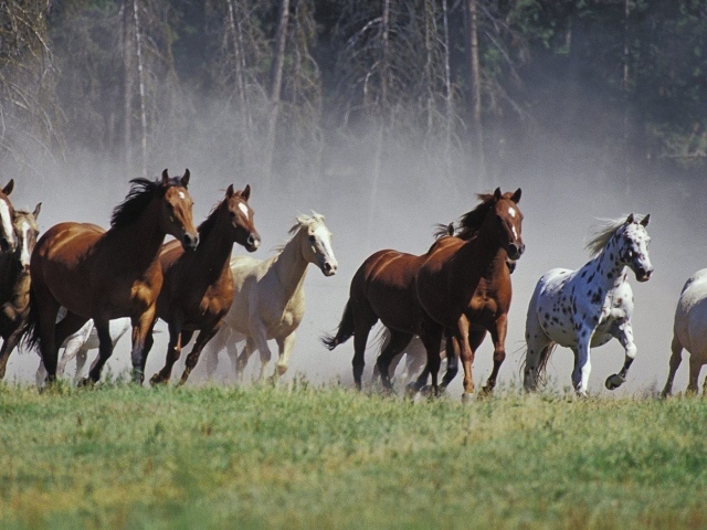 Табун лошадей
