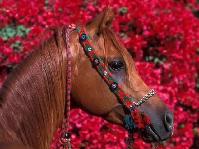 Голова лошади