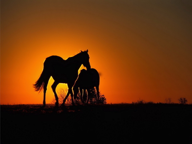 Силуэты лошадей на солнце