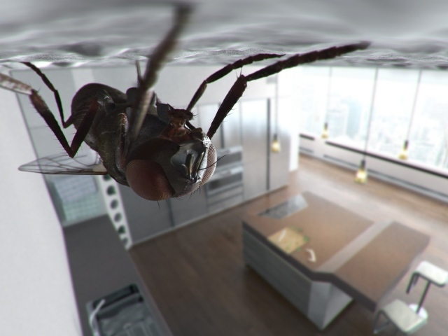 Муха сидит на потолке