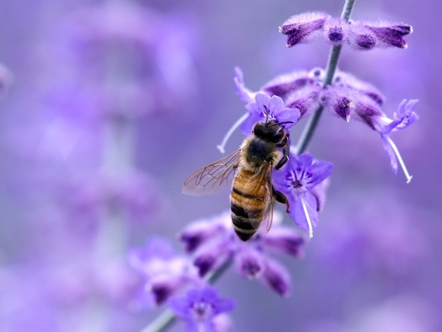 Пчела на синем цветке