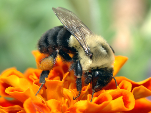 Пчела на оранжевом цветке