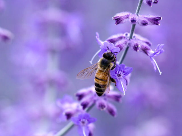 Пчела на фиолетовом цветке