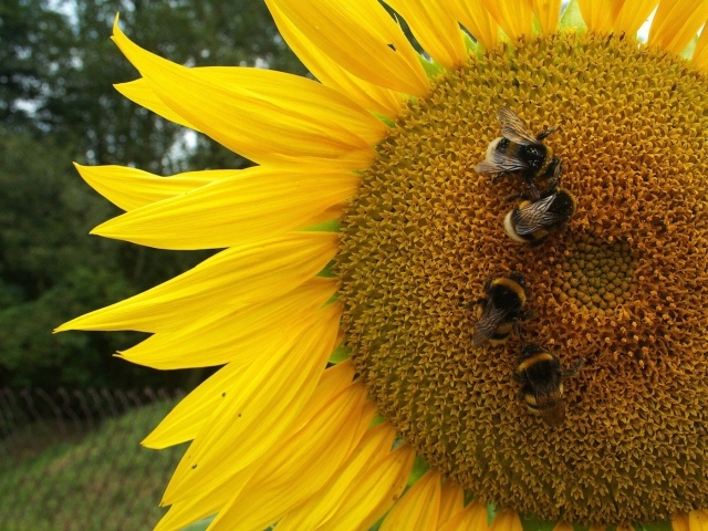 Пчелы на подсолнухе