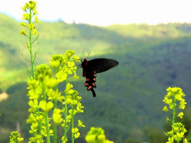 Черная бабочка на желтом цветке