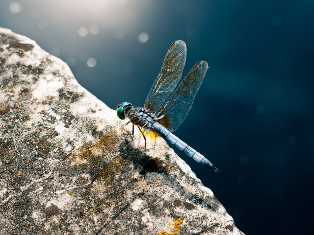 Голубая стрекоза