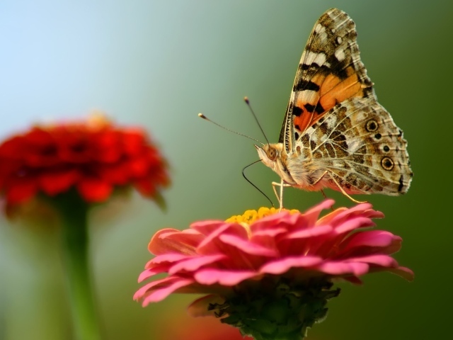 Бабочка на красном цветке