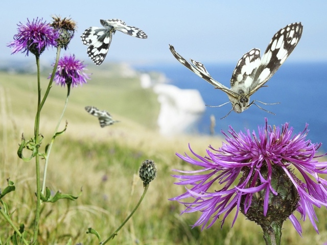 Бабочка садится на цветок