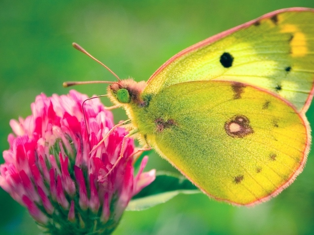 Бабочка в поле