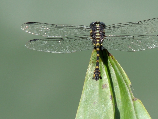 Стрекоза на кончике листа