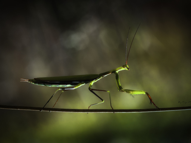 Богомол на ветке