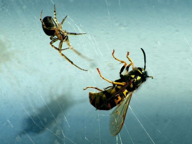 Паук и его добыча